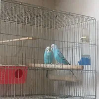 مرغ عشق و عروس هلندی|پرنده|مشکیندشت, |دیوار