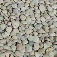 عدس درشت ـ تمیز ـ تازه ـ زودپز