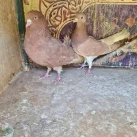 کفتردونسته|پرنده|تهران, کوثر|دیوار