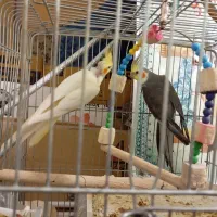 عروس طوتی|پرنده|محمدیه-قزوین, |دیوار