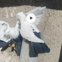 نرو ماده دم سیاه آس