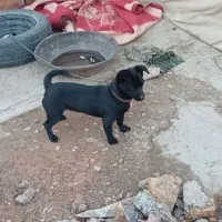 سگ پاکوتاه|سگ|اسلام‌‌آباد غرب, |دیوار