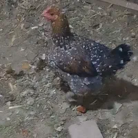 مرغ گلین اصلی|حیوانات مزرعه|اسلام‌شهر, شهرک سعیدیه|دیوار