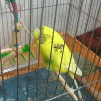 مرغ عشق|پرنده|سرپل ذهاب, |دیوار