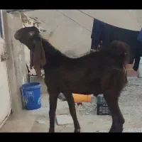 پازن پاکستانی