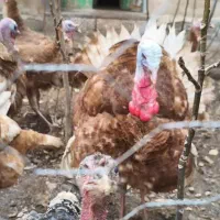 فروش بوقلمون نر و ماده (بوربون)