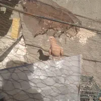 زرد کرمونی|پرنده|تربت‌حیدریه, یحیی آباد|دیوار