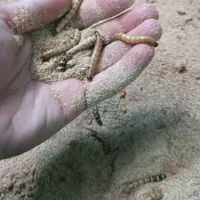 کرم میلورم و سوپرورم موجود است|خزنده|تهران, آذری|دیوار