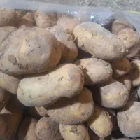 سیب زمینی جلی،آگریا،سوپراسپریت