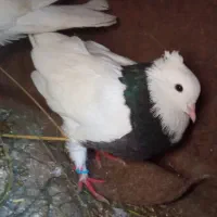 کفتر طوقی دم تخم|پرنده|گرگان, |دیوار