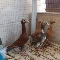 فروش ۴ عدد کاریر جوجه و جوانه زرد و سرخ