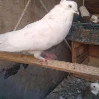 کبوتر