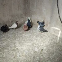 کفتر|پرنده|مشهد, عامل|دیوار