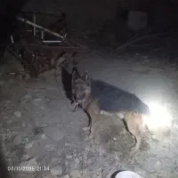 ژرمن شپرد|سگ|ازنا, |دیوار