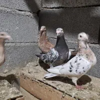 جفت کوهی سرور دم پر کوتاه