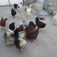 مرغ و خروس|حیوانات مزرعه|اهر, |دیوار