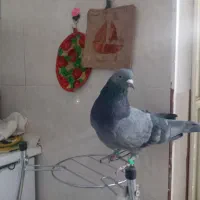 سبزهما و یک جفت طوق سور