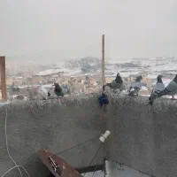 کبوتر شهرستانی پرشی|پرنده|بومهن, |دیوار