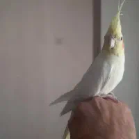 عروس هلندی لوتینو ماده|پرنده|تهران, ایوانک|دیوار