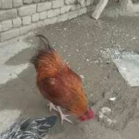 خروس محلی|حیوانات مزرعه|نوشین شهر, |دیوار