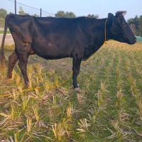 گاو دورگ محلی حامله|حیوانات مزرعه|سنگر, |دیوار