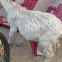 کره|حیوانات مزرعه|کرمان, |دیوار