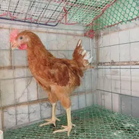 نیمچه مرغ و خروس|حیوانات مزرعه|قم, چهل درخت‎|دیوار