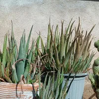 آلوورا سن دار گل دار|گل و گیاه طبیعی|تهران, خواجه نظام الملک|دیوار