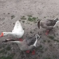 غازو خروس محلی