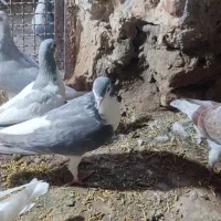 ساده|پرنده|طاغنکوه, |دیوار