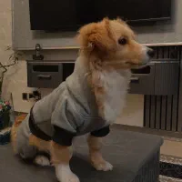 فروش اشپیتز پامر