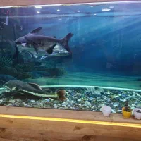 پنکوسی شکاری ورتیل|ماهی|رباطکریم, رباطکریم|دیوار