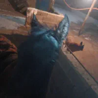 ۵ماهه،مادیون