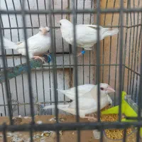 فنچ بنگالی سفید مست مست|پرنده|اهواز, کمپلو جنوبی|دیوار