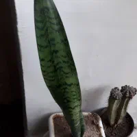 گلدانی ۵۰ پوله گلدونش