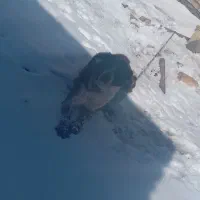 سگ نگهبان|سگ|قره پشتلو, |دیوار