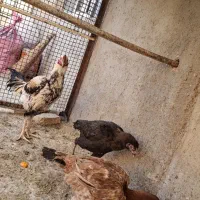 مرغ و خروس لاری و گلین|حیوانات مزرعه|تهران, افسریه شمالی|دیوار