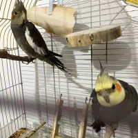 عروس هلندی جوان بازیگوش