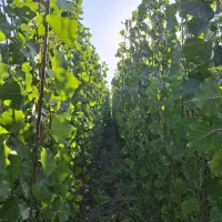 نهال صنوبر نیگرا و گردو چندلر فرانکی ژنتیپ برتر|گل و گیاه طبیعی|مشگین شهر, |دیوار