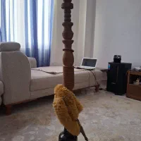 قلیون سلطنتی