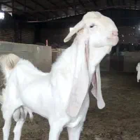 بز گلابی وارداتی اصل اصل