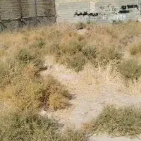 زمین کرونی جمال آباد|فروش زمین و ملک کلنگی|شیراز, جمال آباد|دیوار