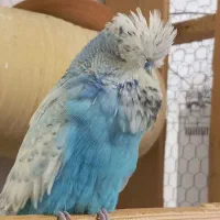 مرغ عشق انگلیسی اروپایی