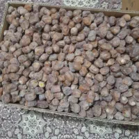 خورمـاطلایی