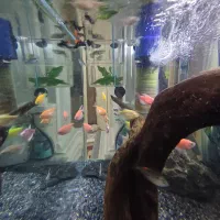 چوب آبنوس آکواریوم