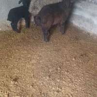 گوسفند میش وبره