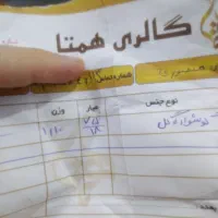 گوشواره گل|جواهرات|اهواز, زیتون کارمندی|دیوار