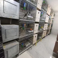 جفت های مولد کاسکو ،راهب ،خورشیدی، گرینچیک تضمینی