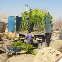 انواع نمونه درخت و نهال گل رز و درخت تزینی