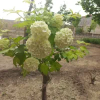 باغبانی و هرس کردن حرفهای